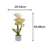 Kép 2/4 - Cserepes orchidea méret