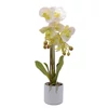 Kép 3/4 - Cserepes orchidea nyers