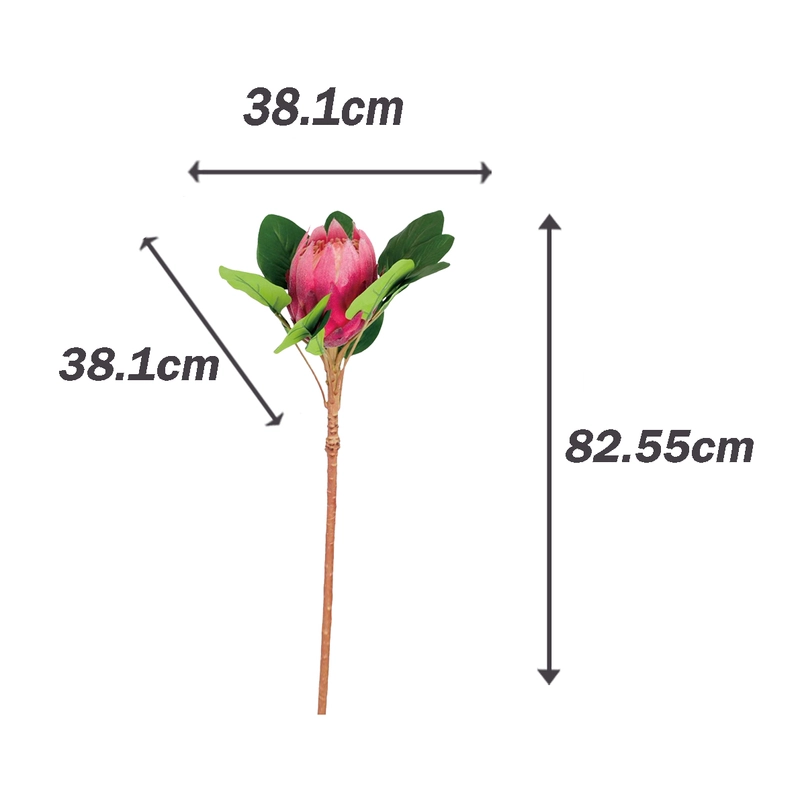 Protea méret