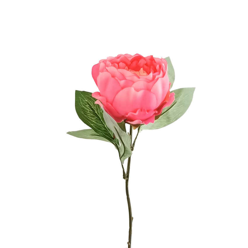 Pünkösdi rózsa - Rózsaszín