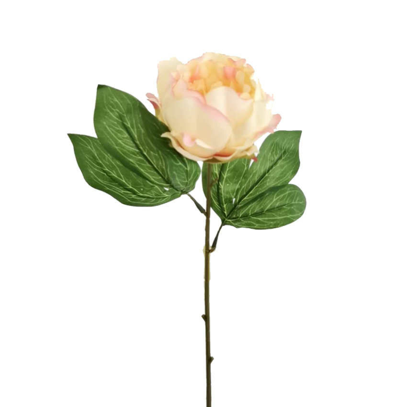 Pünkösdi rózsa - Sárga & rózsaszín
