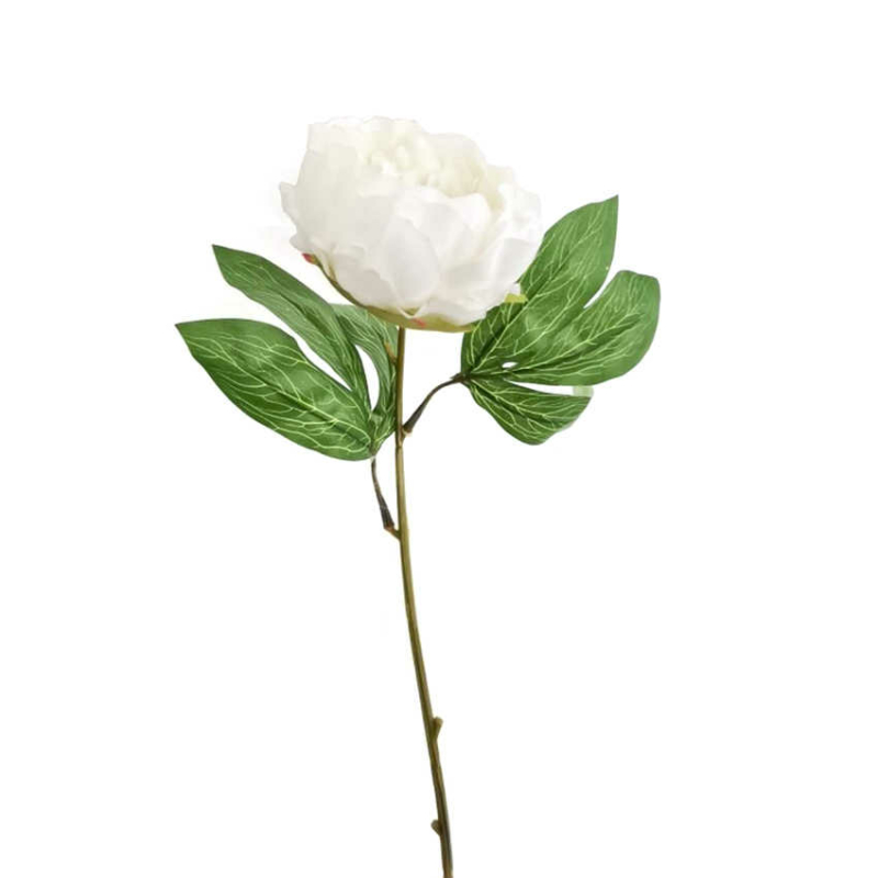 Pünkösdi rózsa - Fehér