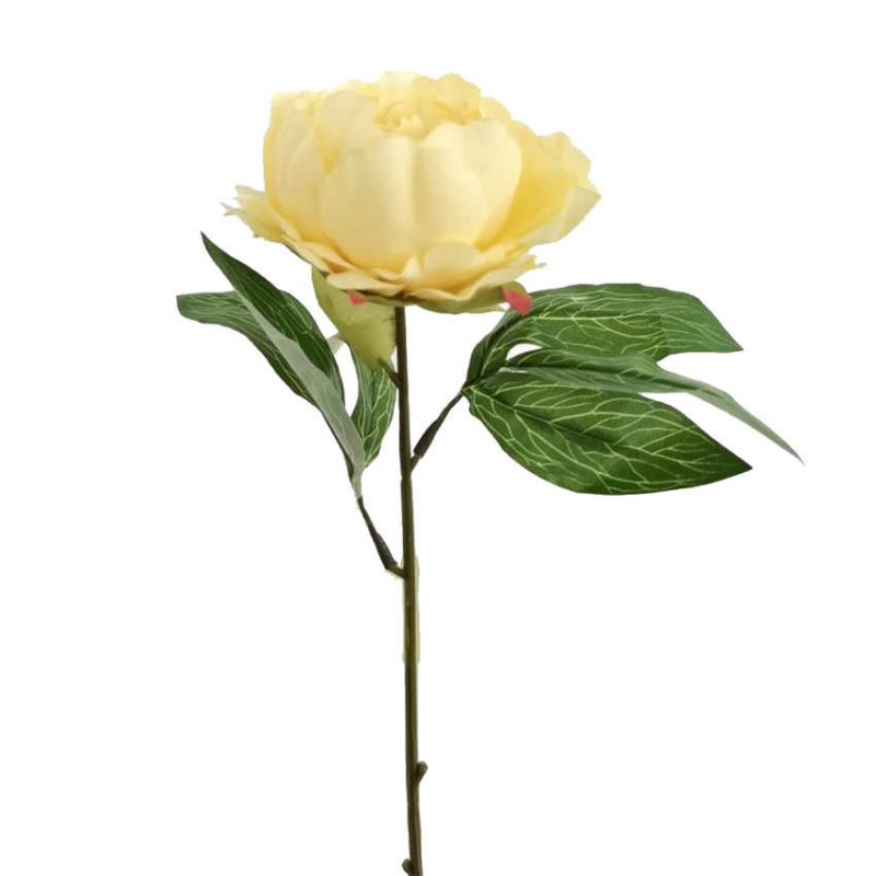 Pünkösdi rózsa - Sárga