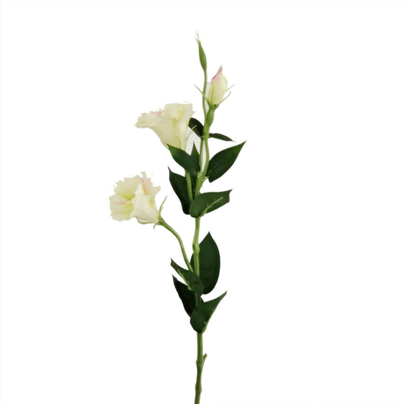 Liziantusz művirág - Fehér